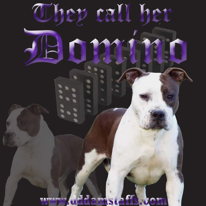 DDDawgs They Call Her Domino